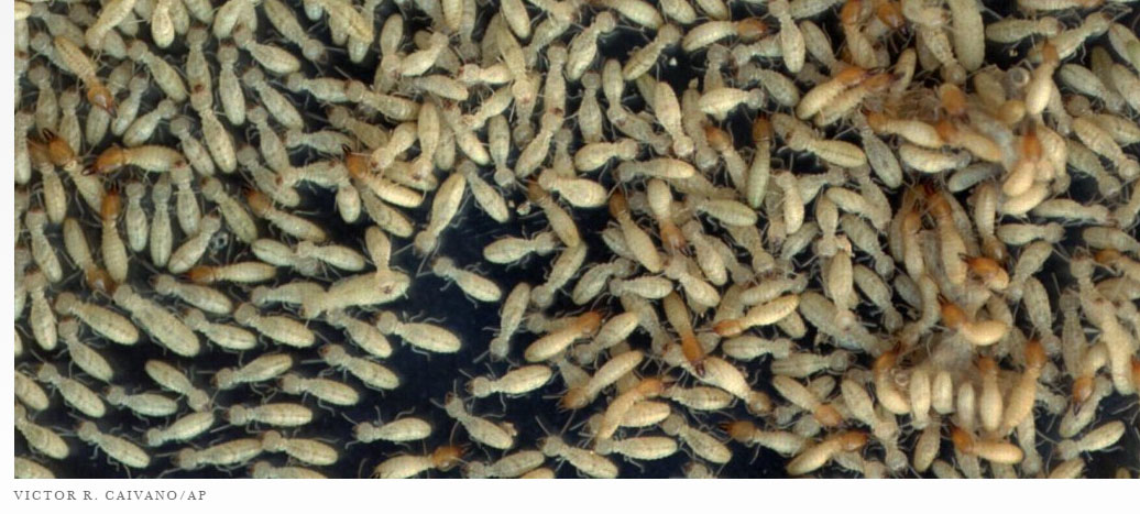 Could returning to maggots and leeches help treat modern ailments ...