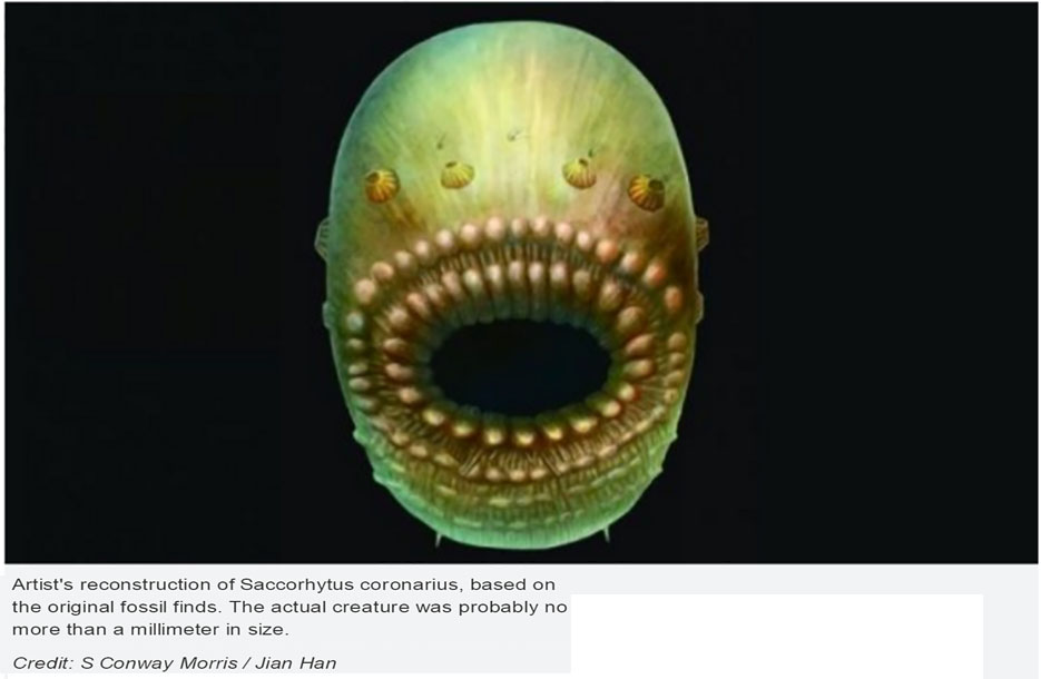 bag-like-sea-creature-was-humans-oldest-known-ancestor-principia