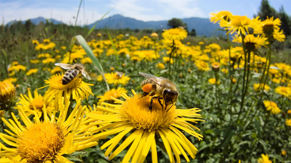 How Pollinator Decline Leads to Food Shortages, Malnutrition ...