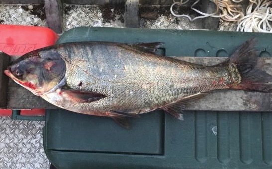 Michigans Asian Carp Challenge Seeks Ideas To Keep Killer -1447