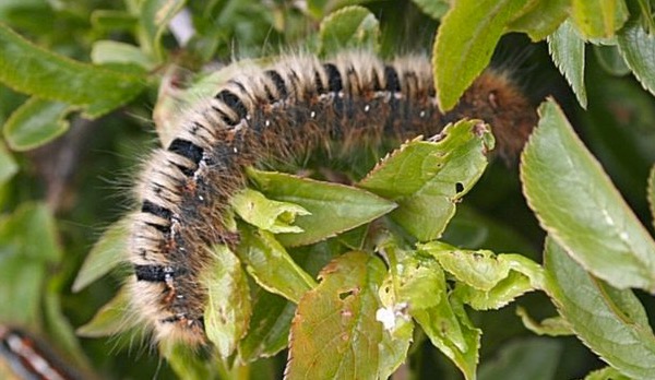 Virus turns caterpillars into exploding zombies in ‘horror film ...