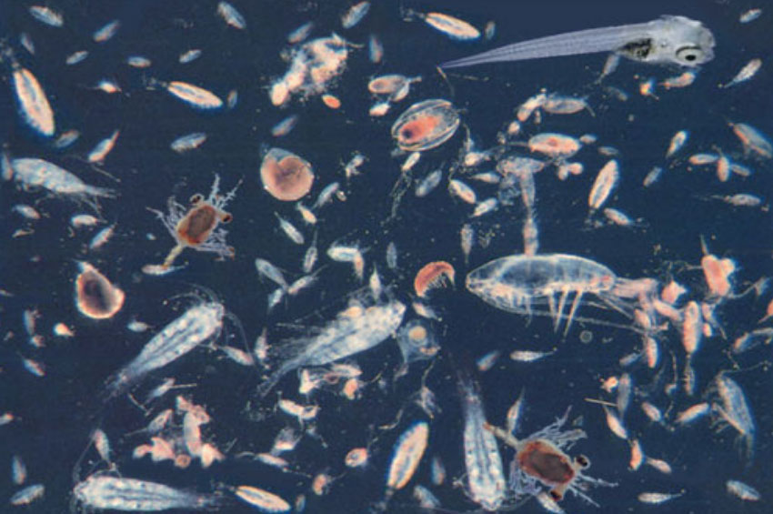 Зоопланктон уровень. Зоопланктон под микроскопом. Зоопланктон в прудах. Фитопланктон зоопланктон для кораллов. Зоопланктон поедает пластик.