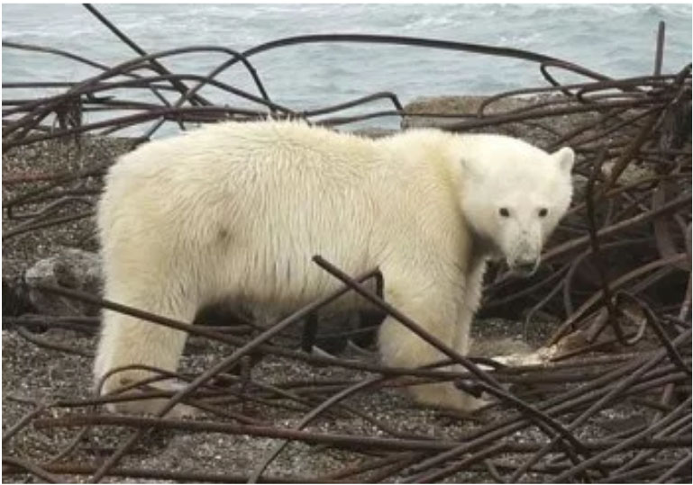 Dying Polar Bear Story Another Example Of Climate Porn Principia