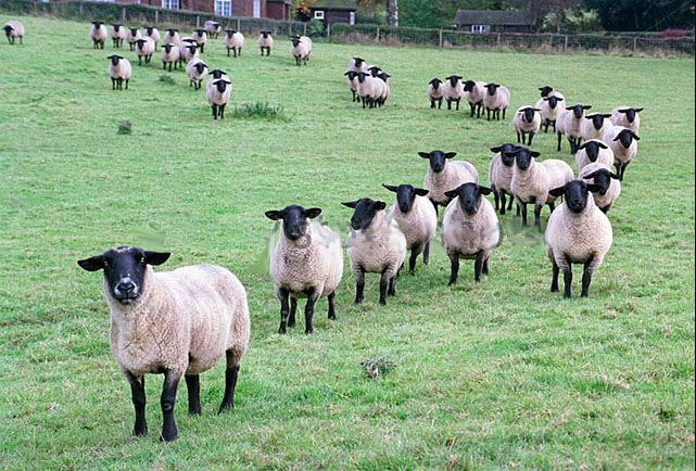 Do People Who Live Near Factory Farms Face Greater Cancer Risk ...