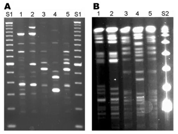 Was the COVID-19 Test Meant to Detect a Virus? | Principia Scientific ...