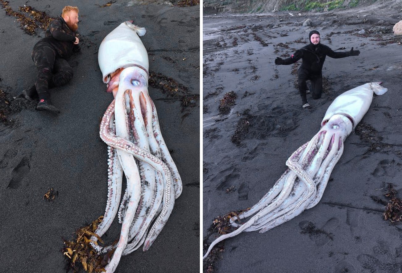 Houston%3A+Giant+Squid+Washes+Ashore%2C+Baffling+Scientists