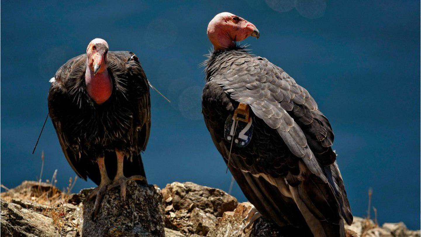 Study finds California condors can have ‘virgin births’ Principia