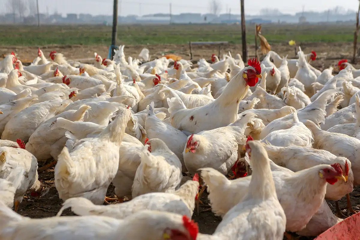 Bird Flu the Next Pandemic? Principia Scientific Intl.