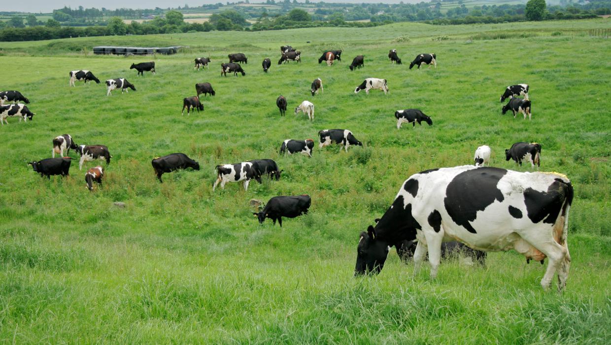 Do Cows Produce the Most Methane? Principia Scientific Intl.