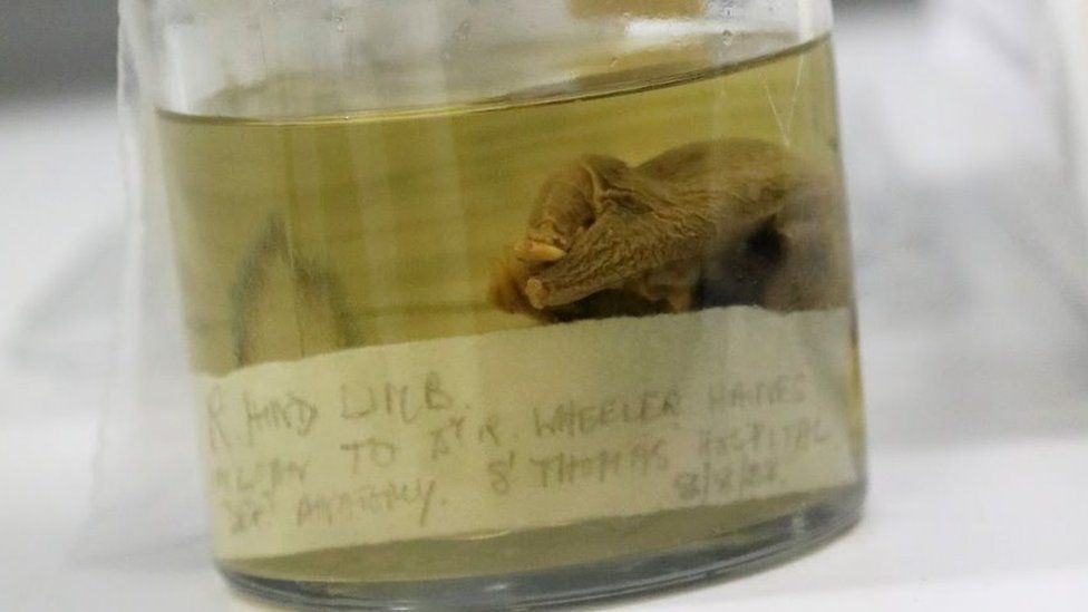 Cambridge University Museum Finds 150-year-old Platypus Specimens ...