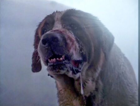 cujo