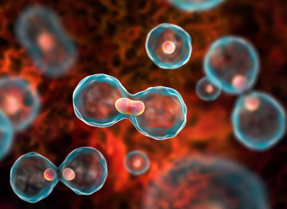 Клонирование эмбриональных клеток