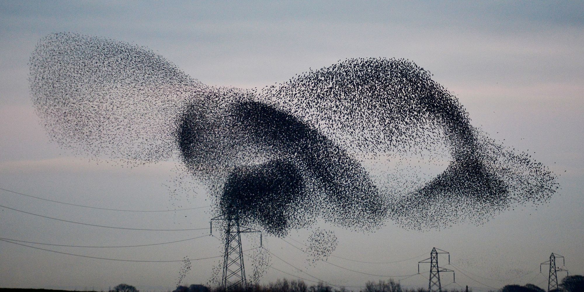 What Is a Murmuration? | Principia Scientific, Intl.