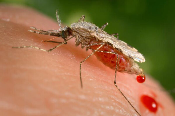 NIH-Funded Study Just Vaccinated a Human Using Genetically Modified Mosquitoes | Principia Scientific Intl.