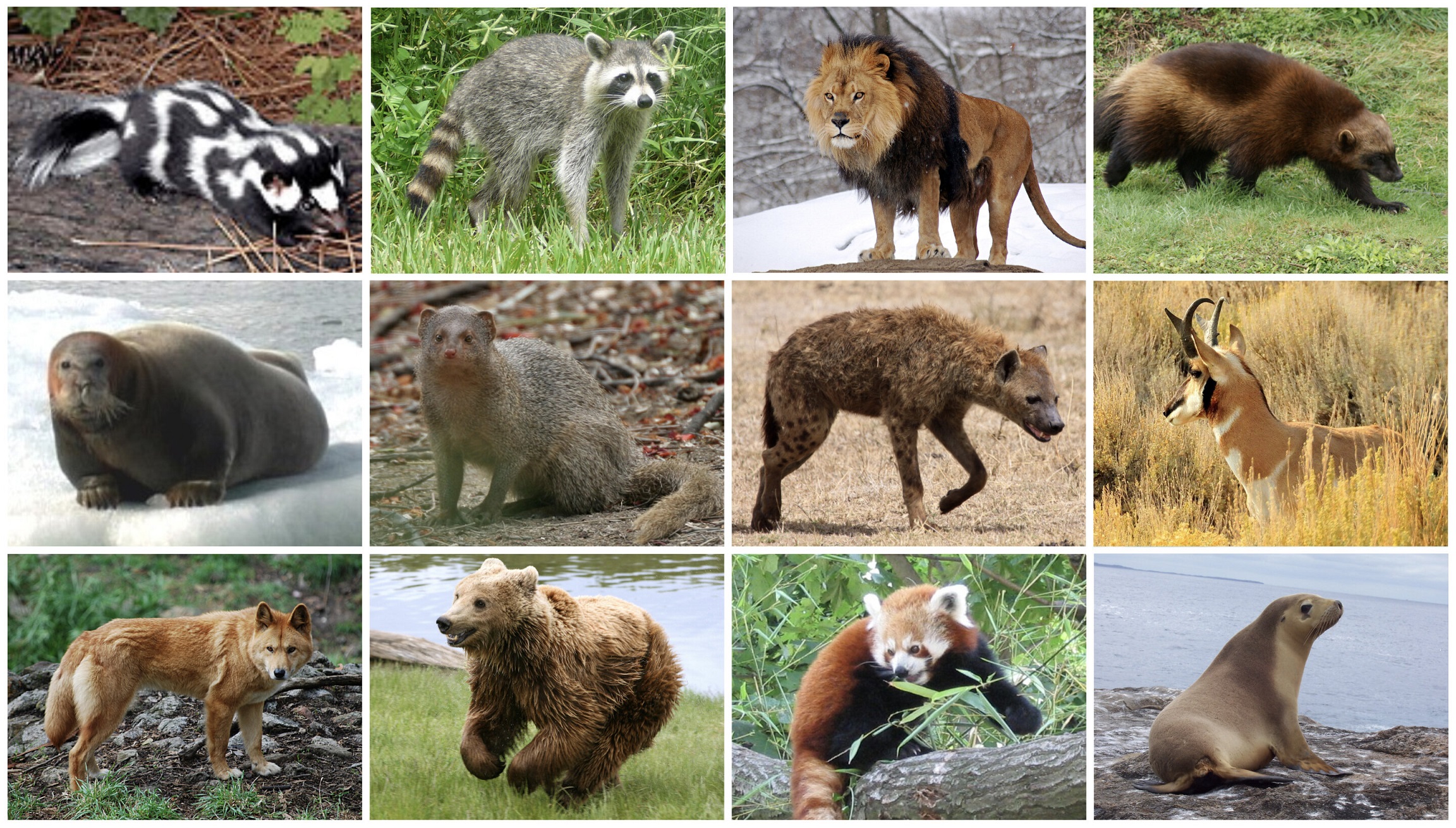 global rainfall patterns are a driver for animal diversity | Principia ...