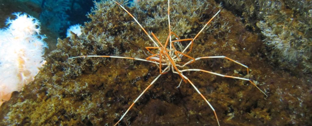 We Finally Know How Giant Sea Spiders Come Into This World | Principia ...