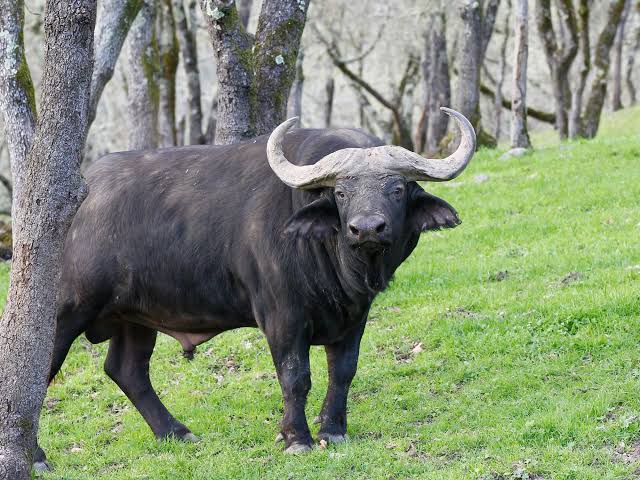 Shuffle off to Buffalo | Principia Scientific, Intl.