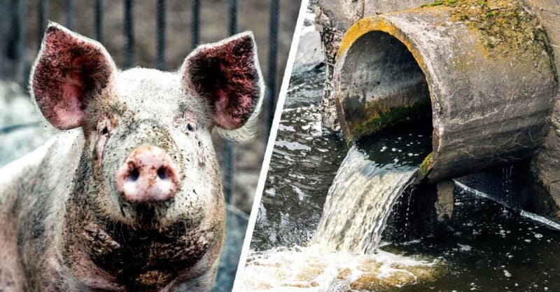How US Factory Farms Dodge Pollution Rules | Principia Scientific, Intl.