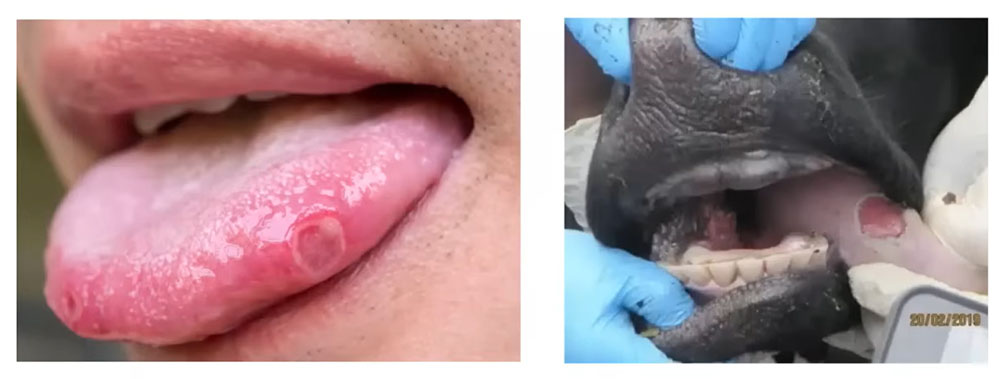 The Dark Side of Foot-and-Mouth Disease