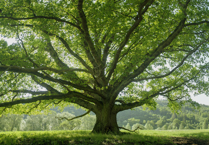Telegraph Writer Falsely Claims UK Summers Now Too Hot For Oak Trees