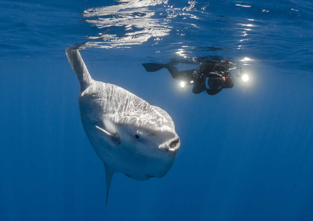 Rising temperatures are bringing “new” marine life to Britain