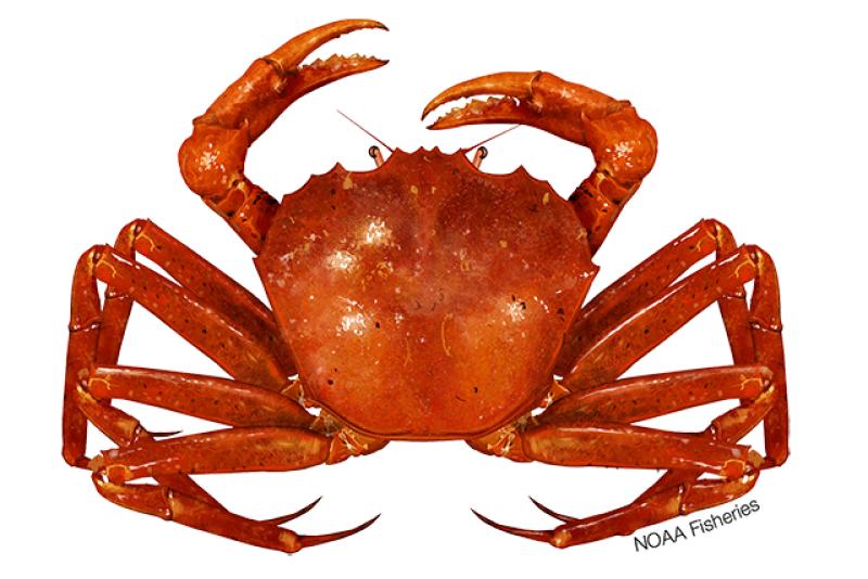 AFP Claims North Atlantic Crabs Are Suffering From ‘Climate Change ...